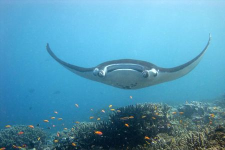 The early life stages of these oceanic behemoths are a mystery to researchers.