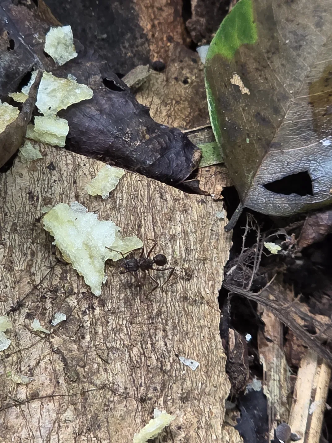 Ants Can Get Distracted by Cookies, Chips and Other Junk Food. Here’s Why That Could Be a Problem for the Environment