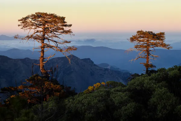 Trees at the top of El Espolón mountain. thumbnail