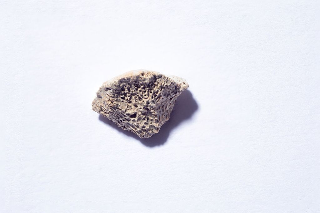 Dog Bone Fragment