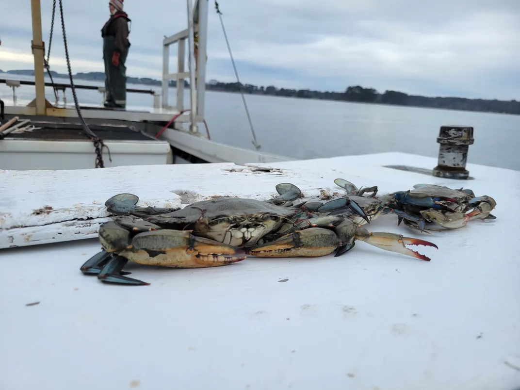 a couple of crabs on the deck of a boat