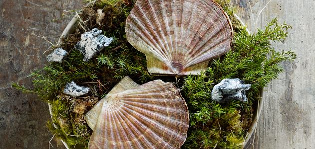 faviken scallops