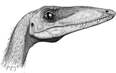 The head of Coelophysis - a close relative of Camposaurus - as restored by John Conway