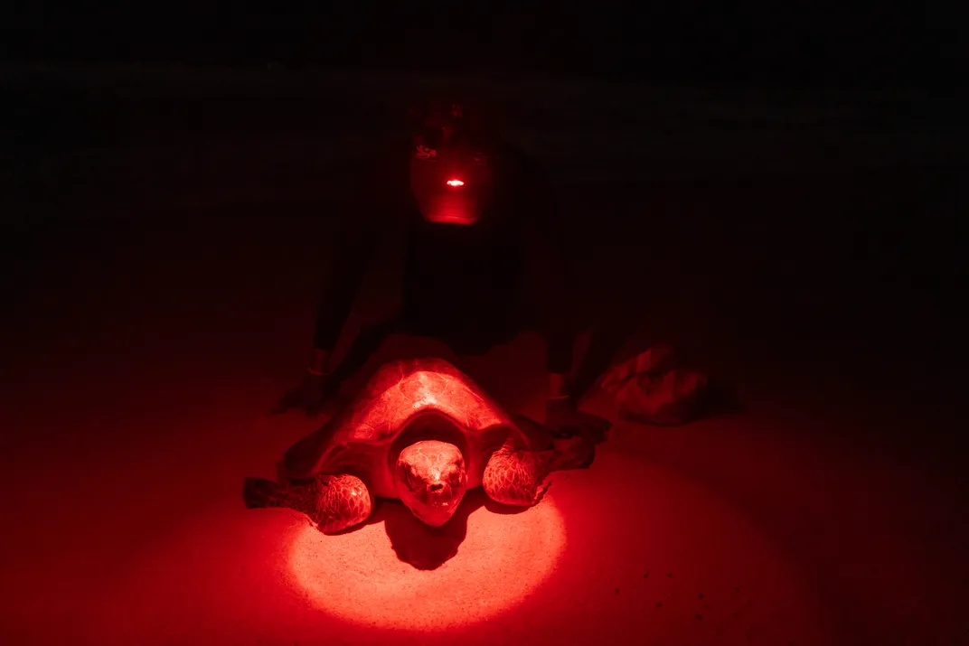 a dimly lit person shines a red headlamp onto a turtle on the sand