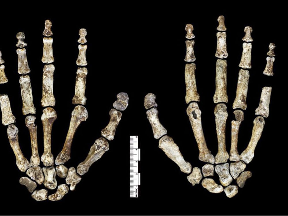 homo naledi