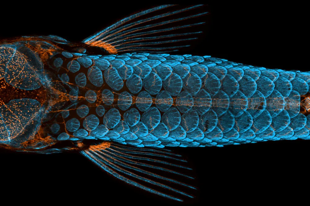 This image shows a zebrafish from above, photographed so that its scales and lymphatic system grow blue and orange against a black background.