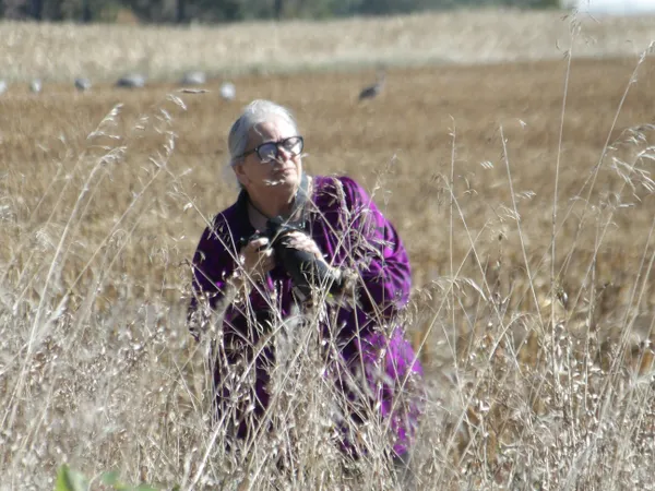 Watching Sand Hill Cranes Fly By thumbnail