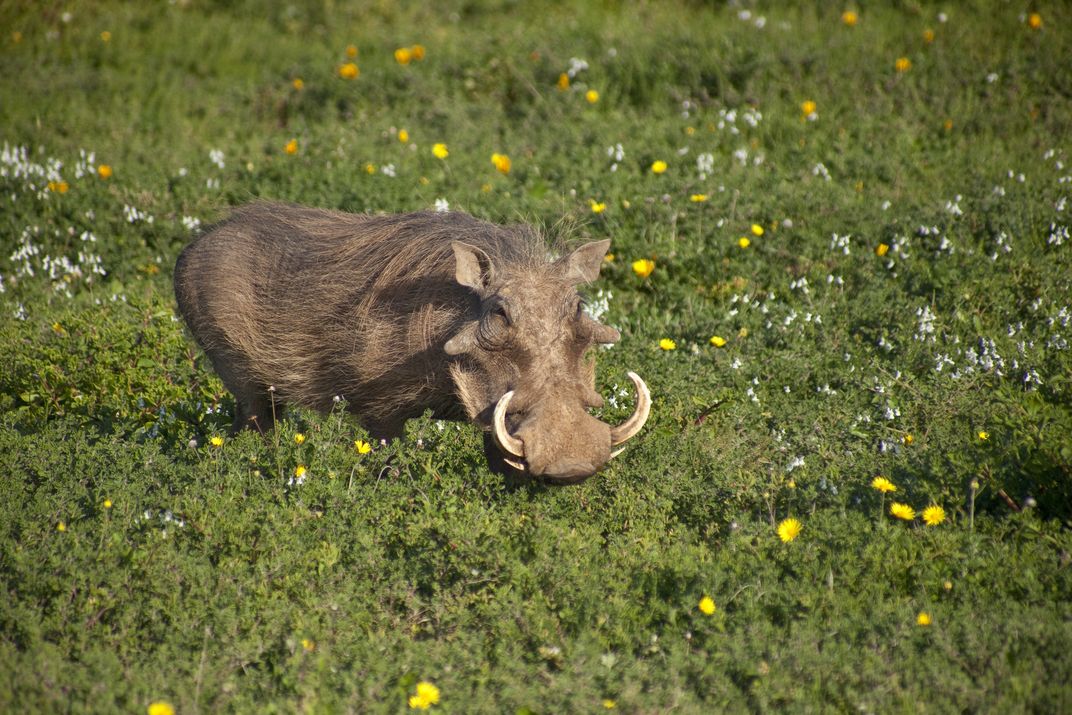 Wart hog in Addo National Park