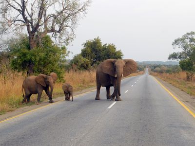 Elephants walk across the road in Mikumi National Park, Tanzania.