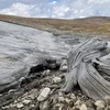 Melting Ice Reveals Remains of 5,900-Year-Old Trees in Wyoming, Uncovering a Long-Lost Forest icon