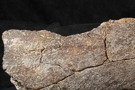 The surface of mastodon bone showing half impact notch on a segment of femur.
