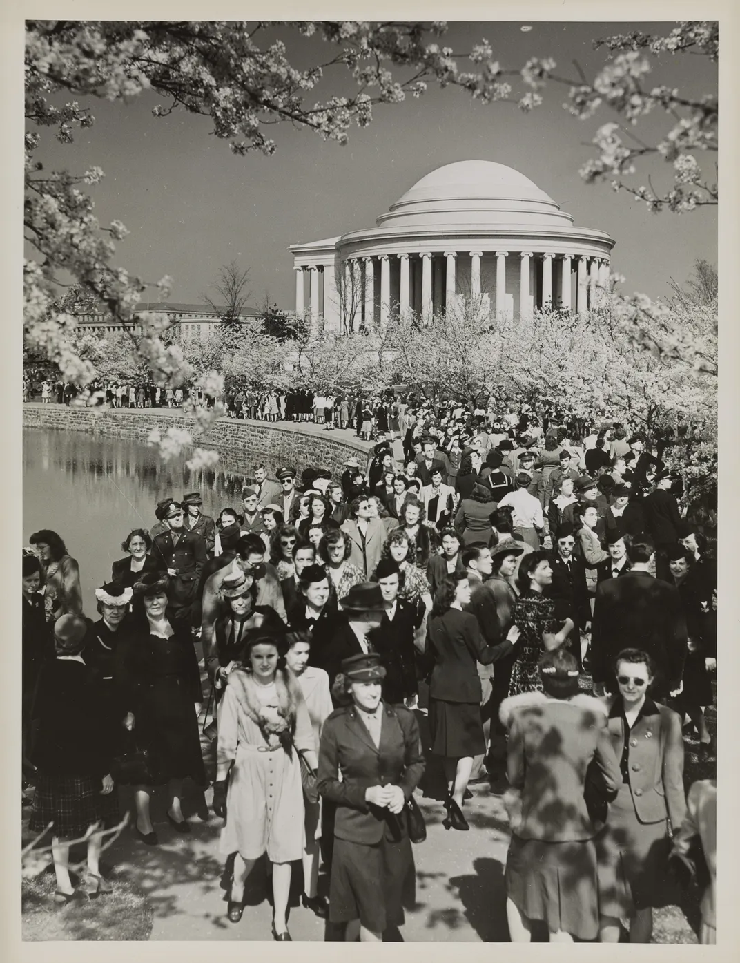 cherry blossom sightseers 