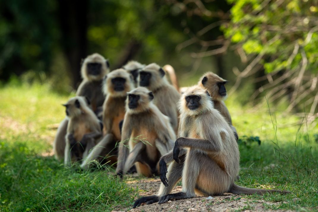 Monkeys in Ranthambore National Park