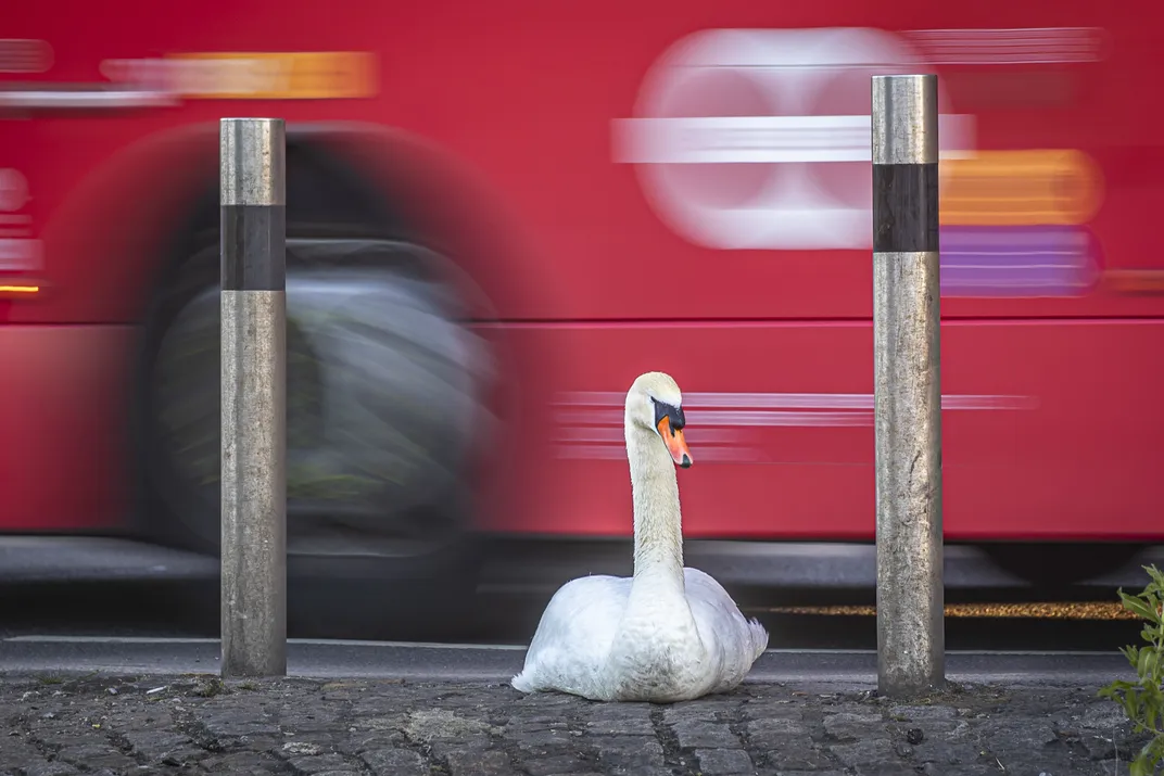 a swan sits on the side of the road, flanked by two silver poles and set against a backdrop of a blurred, passing red bus