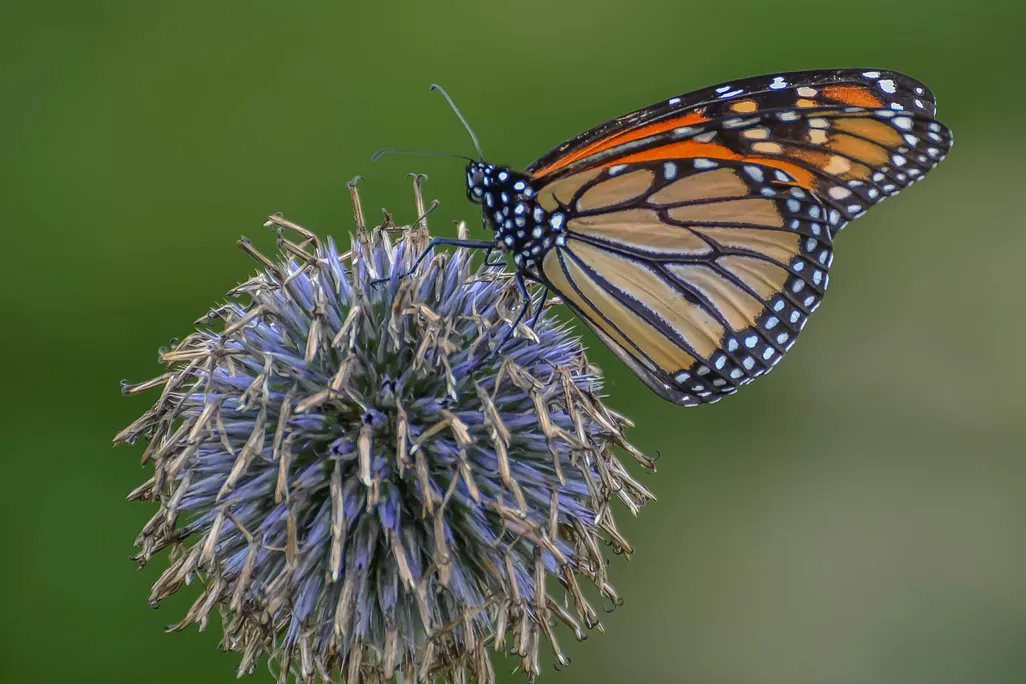 A monarch butterfly sits on a globe thistle on a green background