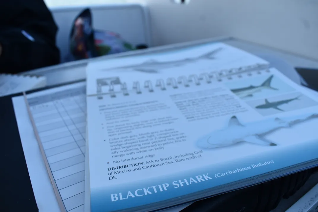 a page in a shark identification guide describes the blacktip shark, saying it's rare north of Delaware