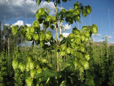 A variety of neomexicanus, a varietal of hops native to the American Southwest.