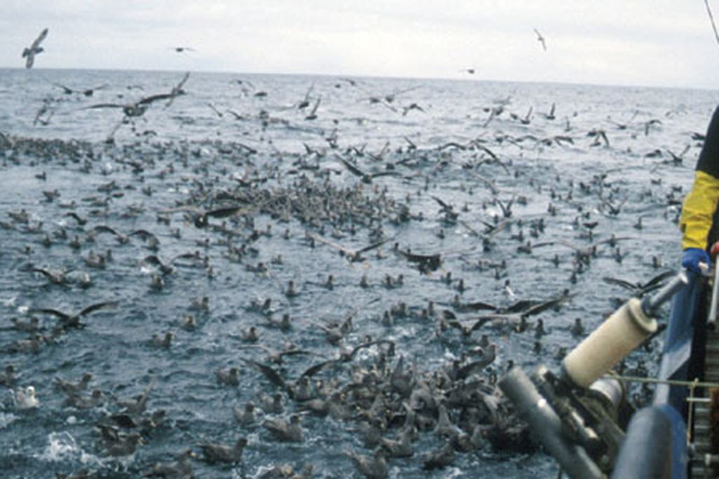 bycatch631.jpg