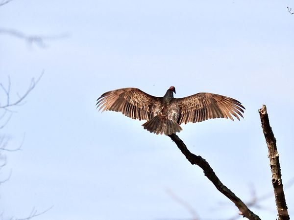 Vulture seeks respite on the trail thumbnail