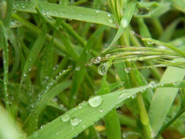 Dew on the grass after weeks of rainstorms and flooding in Northeast Colorado thumbnail
