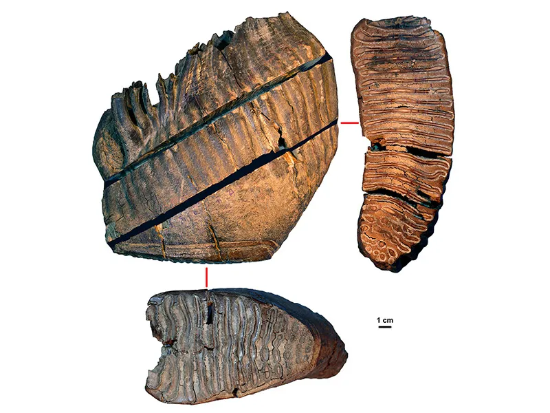 Mammoth Molar