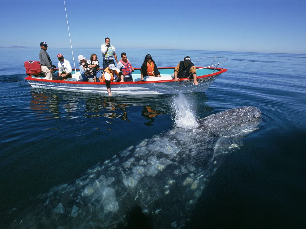 Gray whale off Mexico