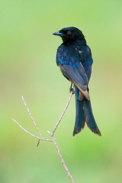 Fork-tailed drongos