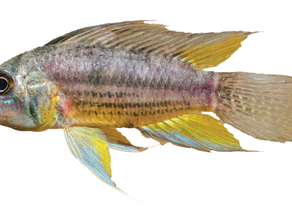 Amazon Fish