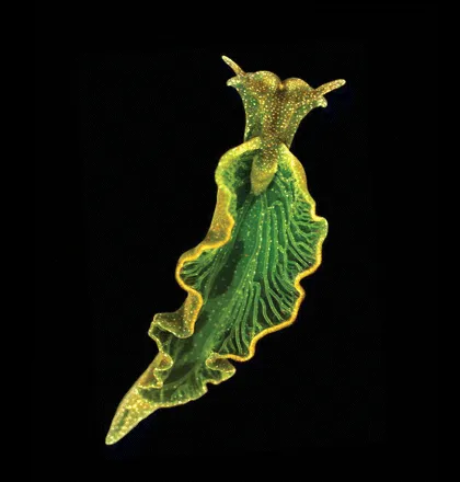 20110520104015f1medium.gif