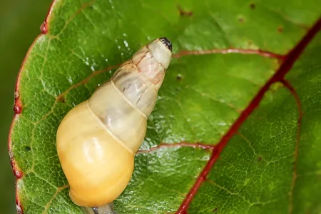 Laminella venusta is a state land snail endemic to Molokai.