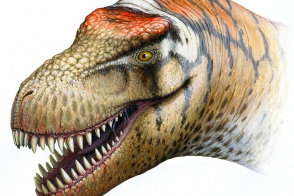 20110520083314zhuchengtyrannus-nicholls.jpg