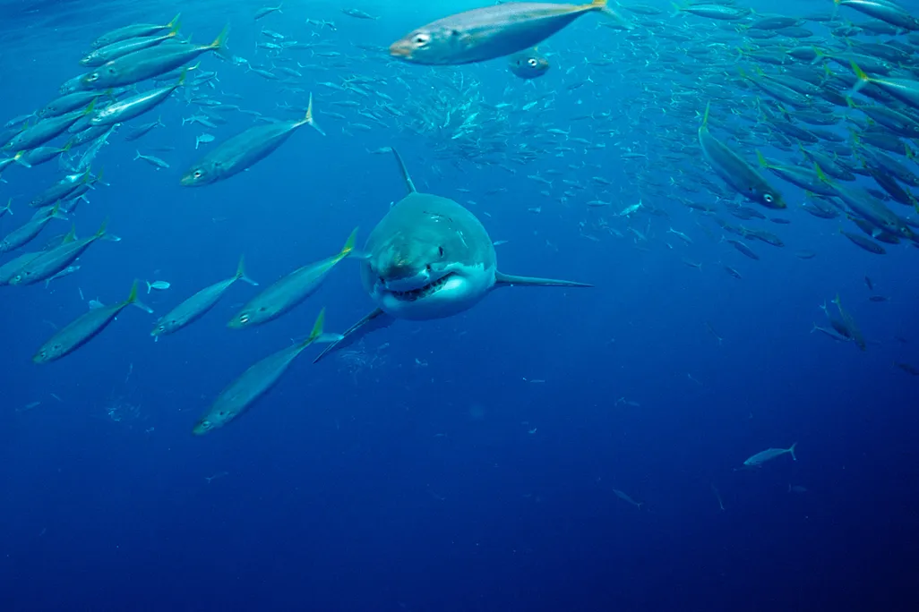 Great White Shark