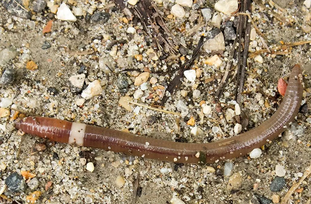 A picture of a jumping worm on the ground