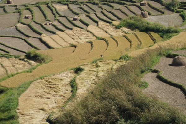 Rice fields created as their own art form style. thumbnail