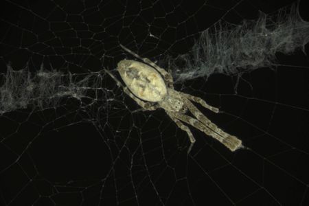 An arena consisting of a plexiglass box, infrared lights and cameras captured the spiders' delicate movements.