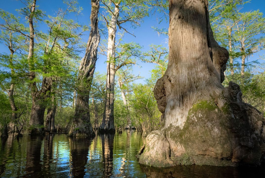 North Carolina Bald Cypresses Are Among the World's Oldest ...