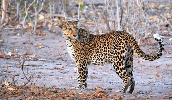 Leopard from Botswana thumbnail