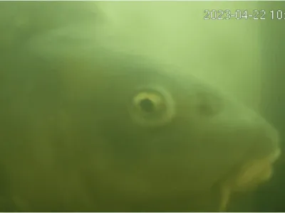 A fish appears on the live stream from the Netherlands&#39; Weerdsluis lock in Utrecht.