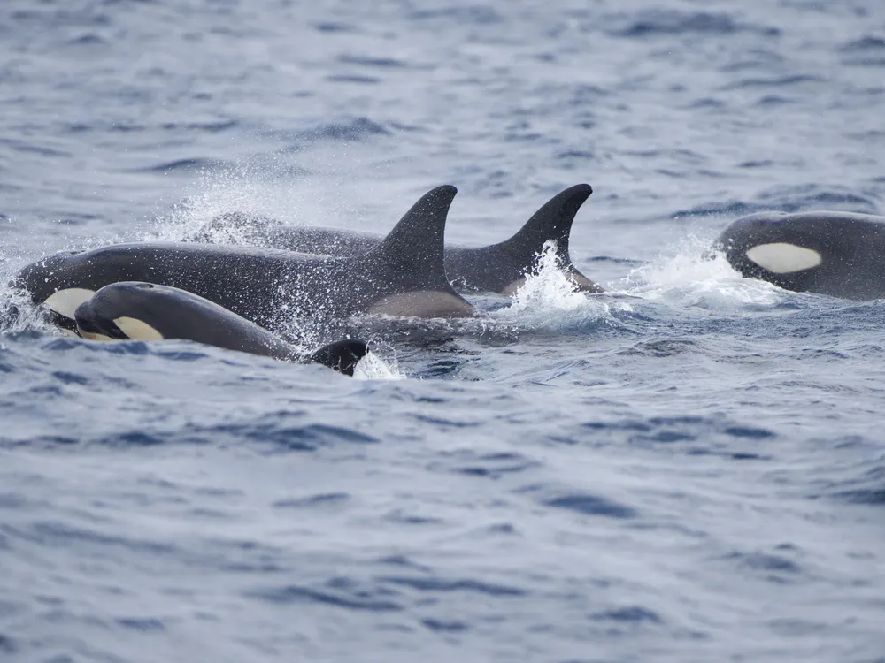 A group of orcas in the water