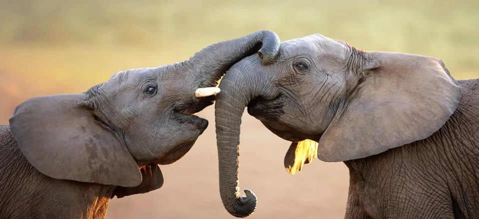  Baby elephants in Addo Elephant National Park 