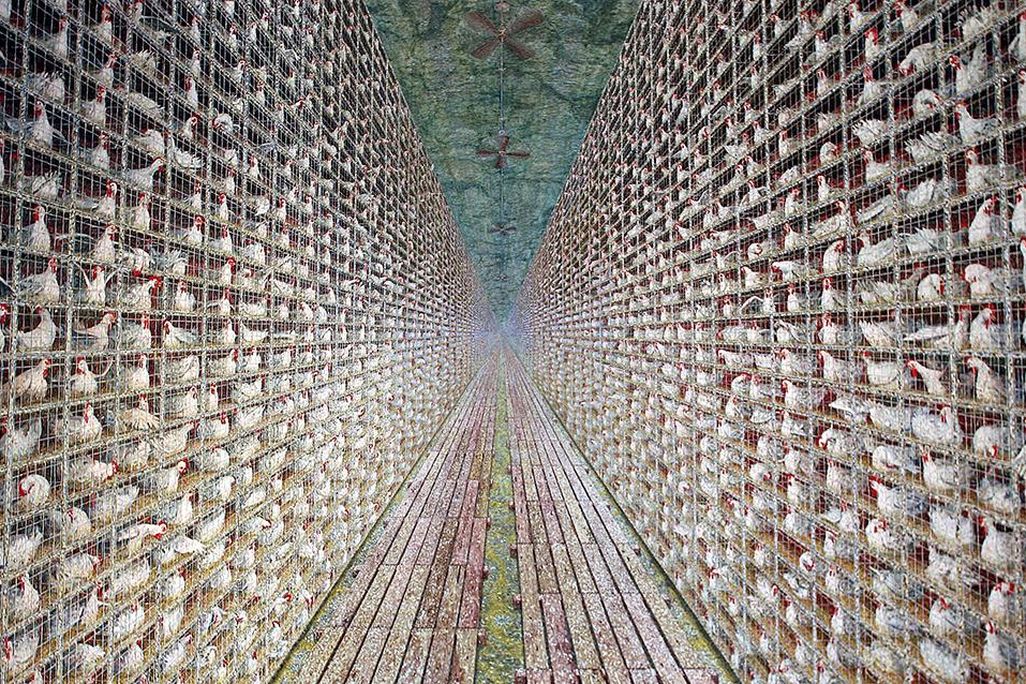 Chicken Painting