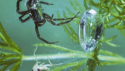 These Funky Spiders Are Lurking by the Water