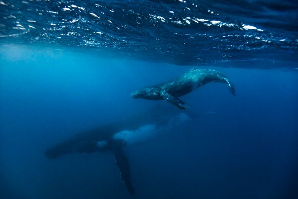 mother and baby humpback whale thumbnail