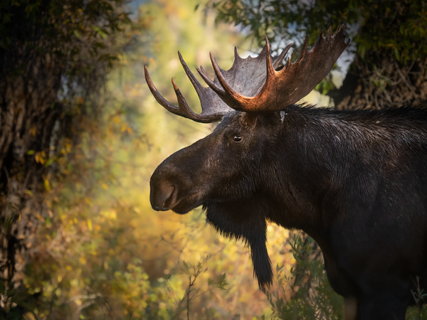 Autumn Bull Moose thumbnail