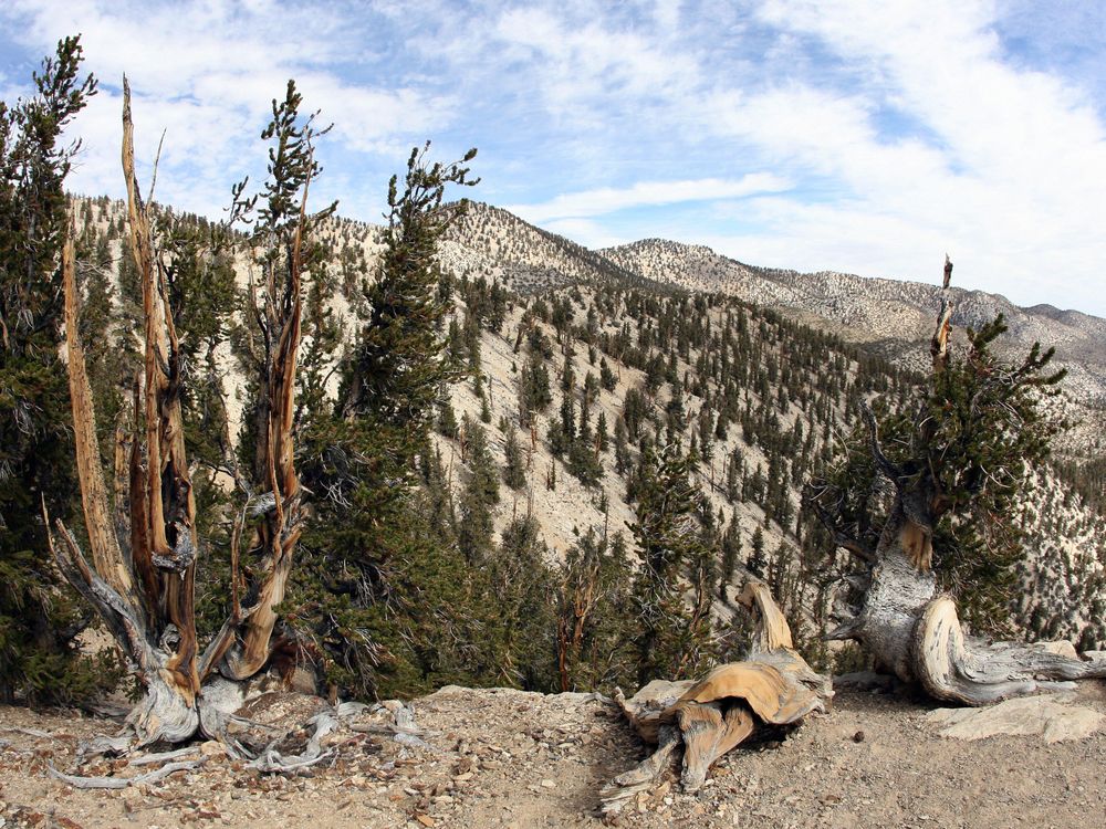 Under partially cloudy blue skies, bristlecone pine trees in the White Mountains of the Inyo National Forest near Bishop, California