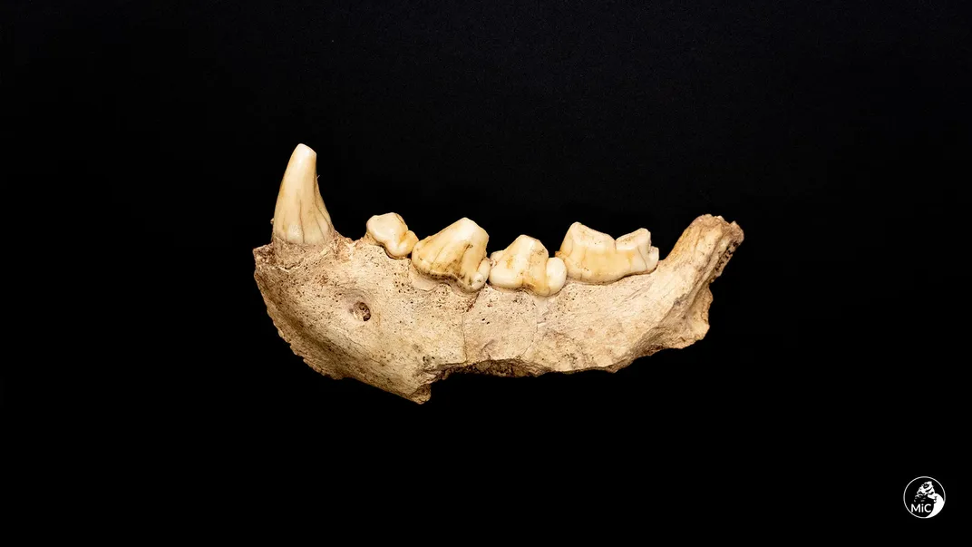 Fossilized hyena jawbone found in Italian cave