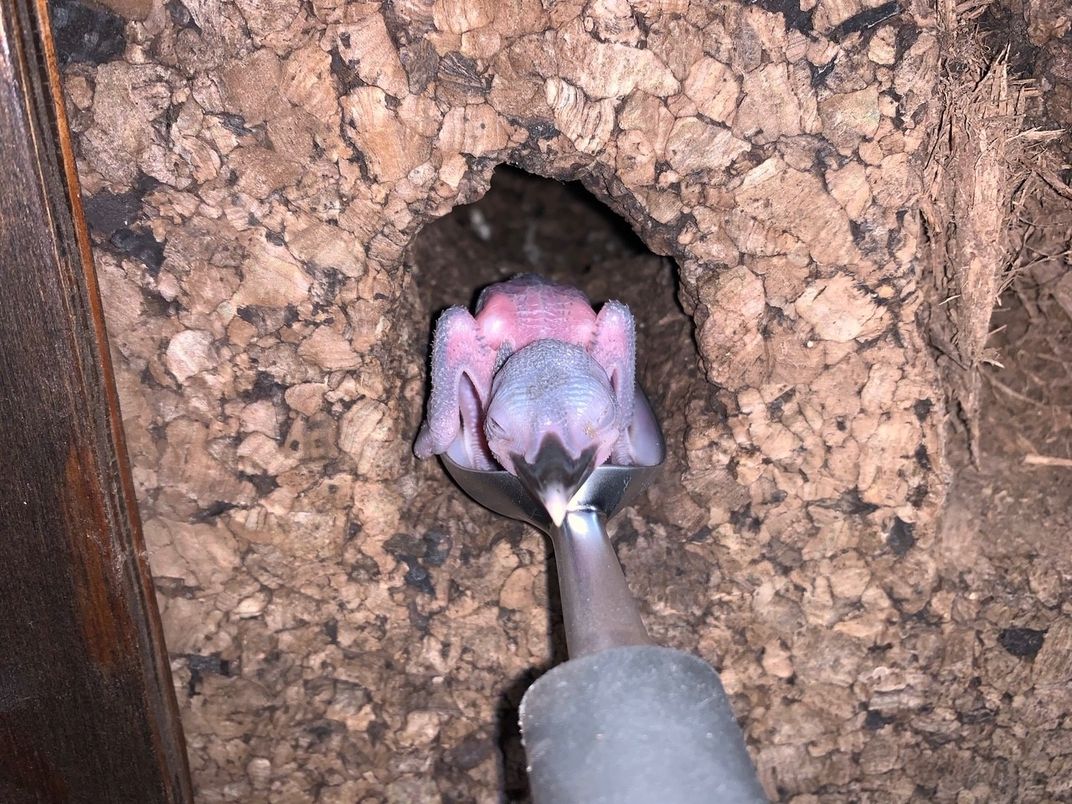 Animal keepers use an ice cream scoop to lift a young Guam kingfisher chick out of its small nest cavity in a cork nesting box, so they can check its weight and health.