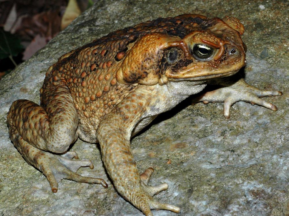 An image of a cane toad. The amphibian is a light burnt sienna color and has warts on its skin. 