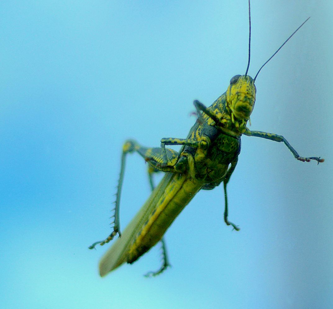 on top of car windshield Smithsonian Photo Contest
