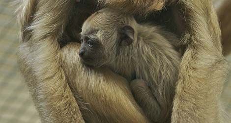 The National Zoo’s newest addition, a baby howler monkey.